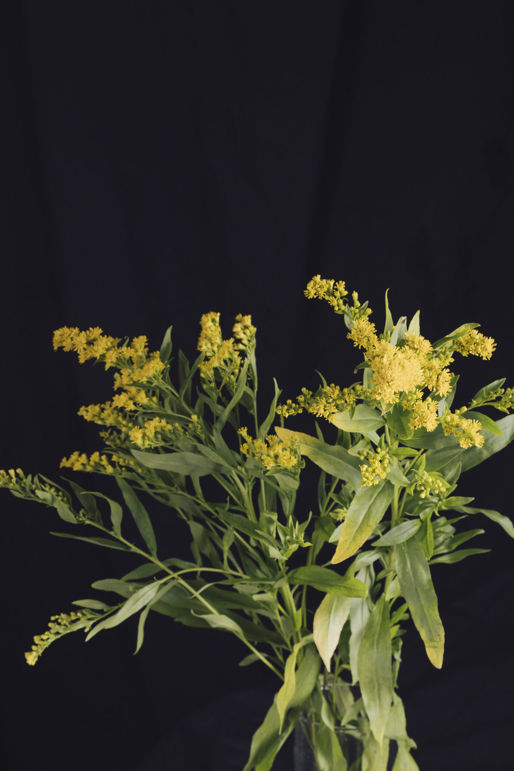 bunch-fresh-yellow-flowers-with-green-foliage-vase